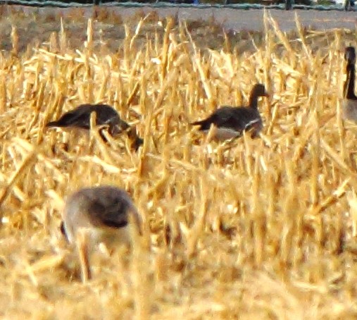 Greater White-fronted Goose - ML130486861