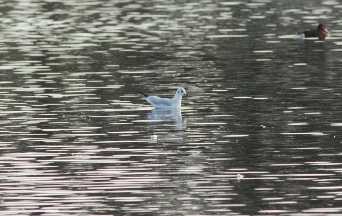 Mouette rieuse - ML130487551