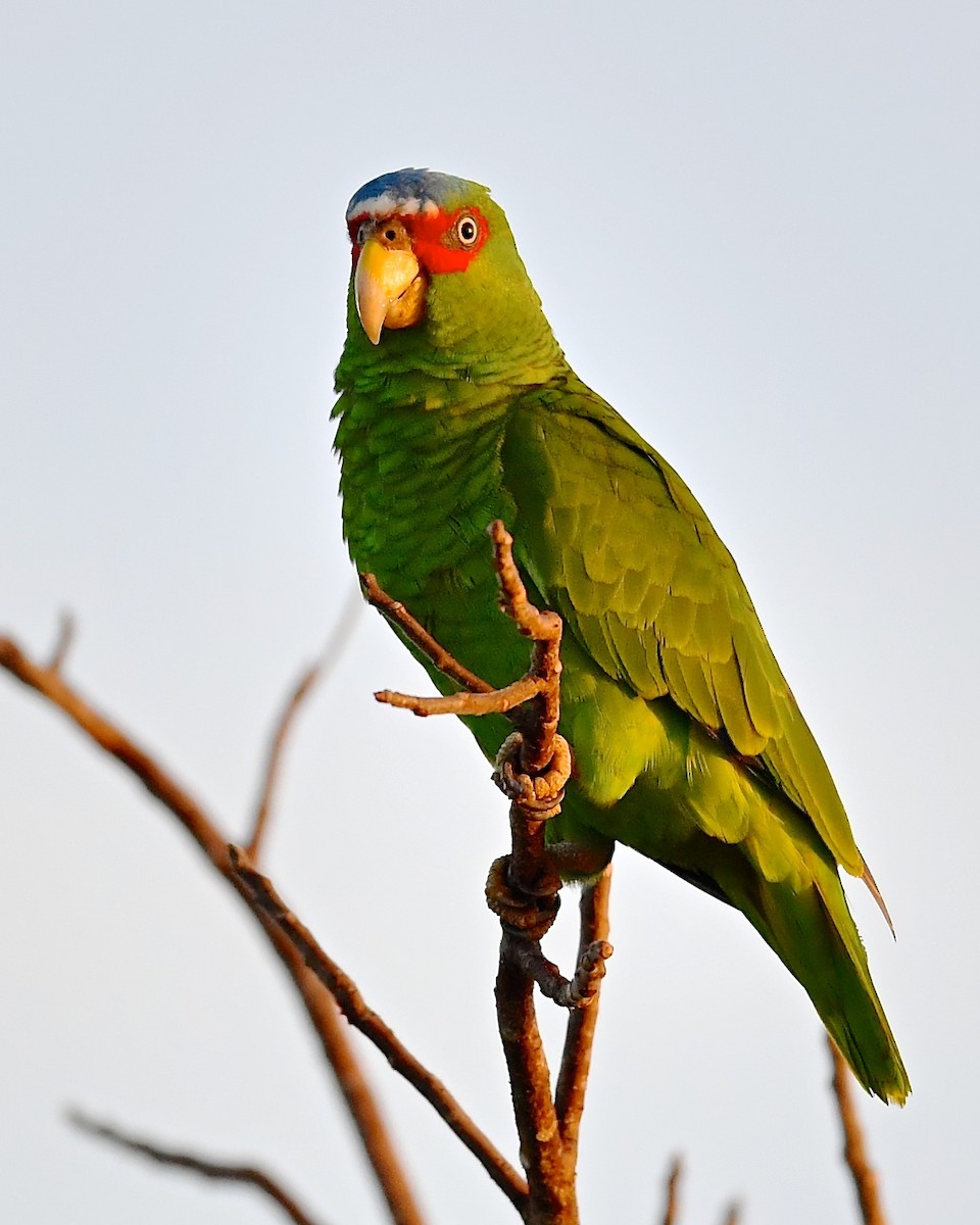 White-fronted Parrot - ML130495121