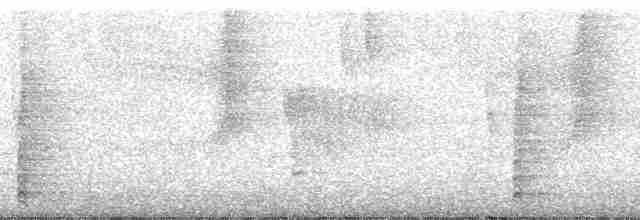 Anabate à gorge blanche - ML130496