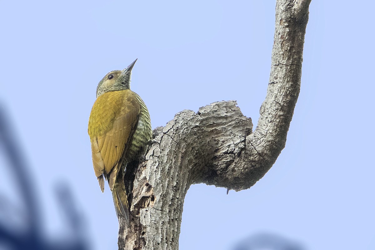 Gray-crowned Woodpecker - ML130496501