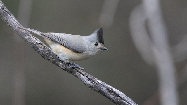 クロエボシガラ Ebird