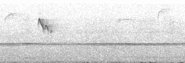 Anabate à gorge blanche - ML130497