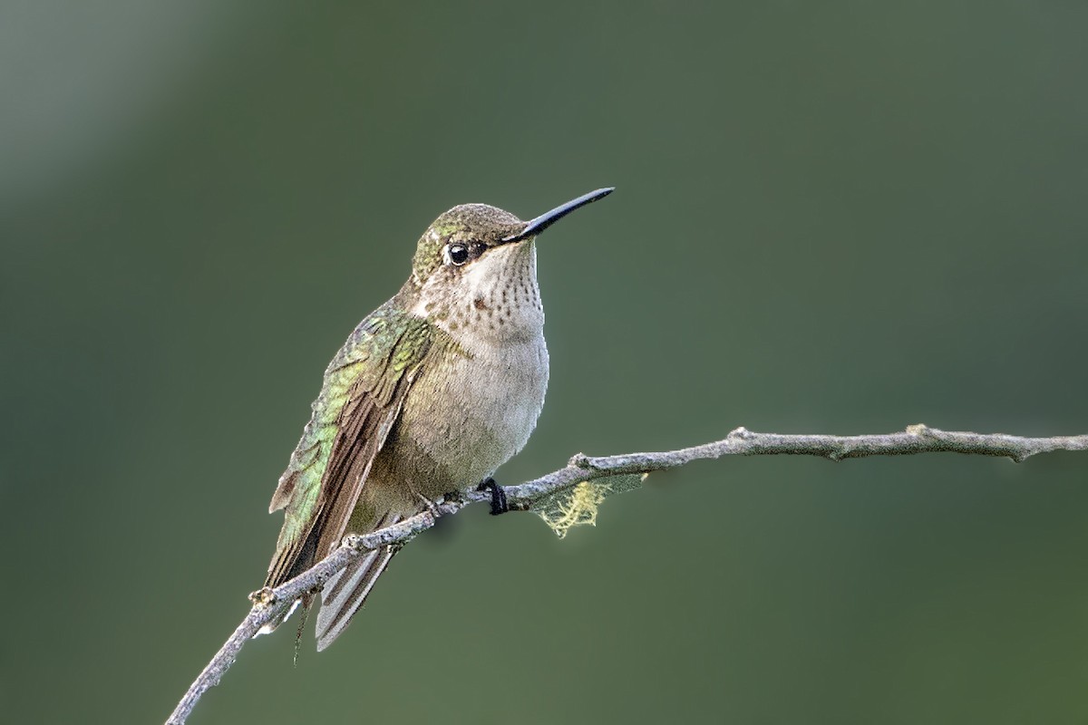 Ruby-throated Hummingbird - ML130498031