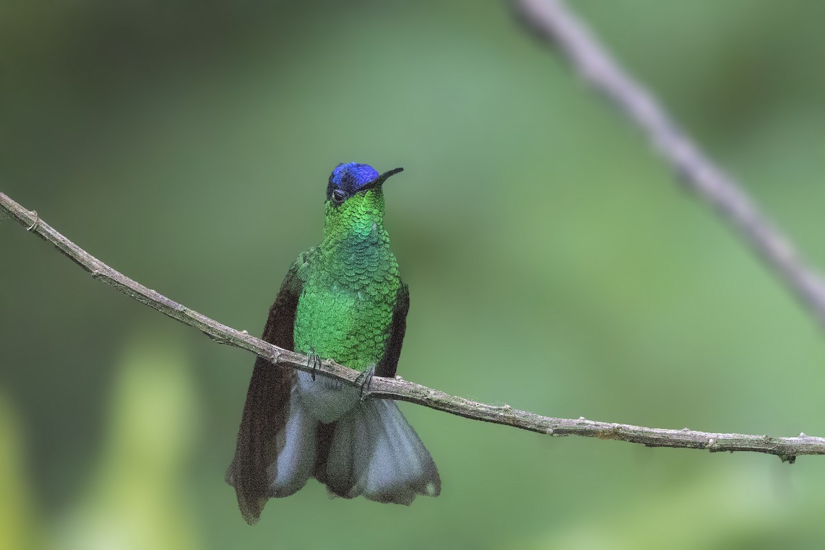 Blue-capped Hummingbird - ML130498381