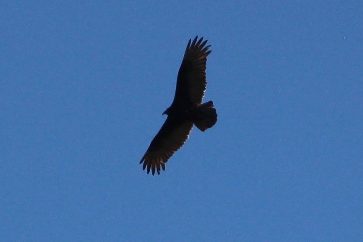 Turkey Vulture - ML130499021
