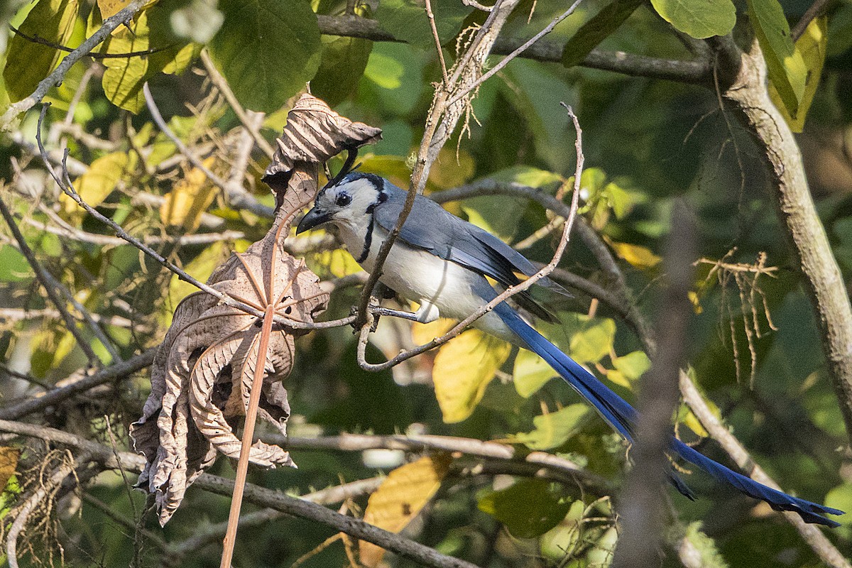 White-throated Magpie-Jay - ML130499411