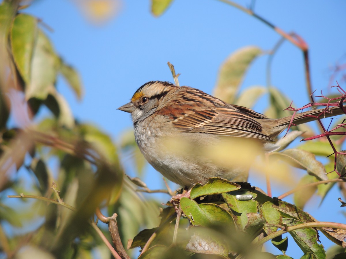 White-throated Sparrow - Jeff Bilsky