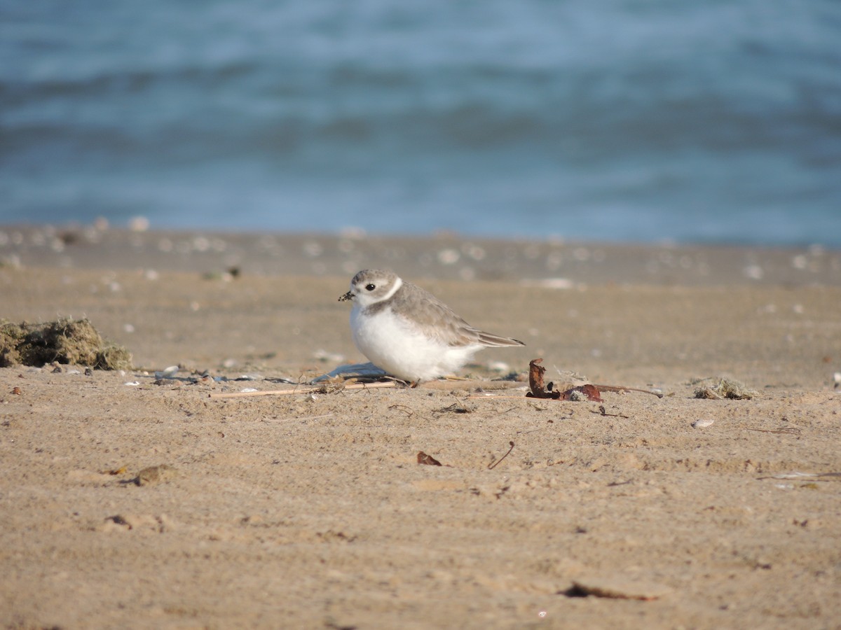 Piping Plover - Jeff Bilsky