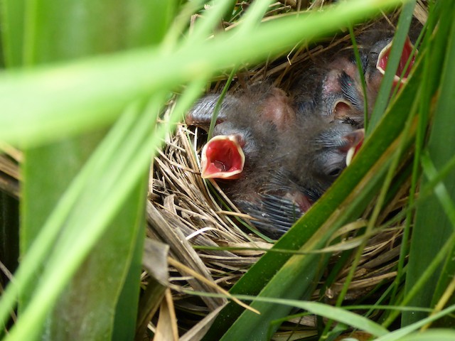 Chicks at nest begging for food. - Seaside Sparrow - 