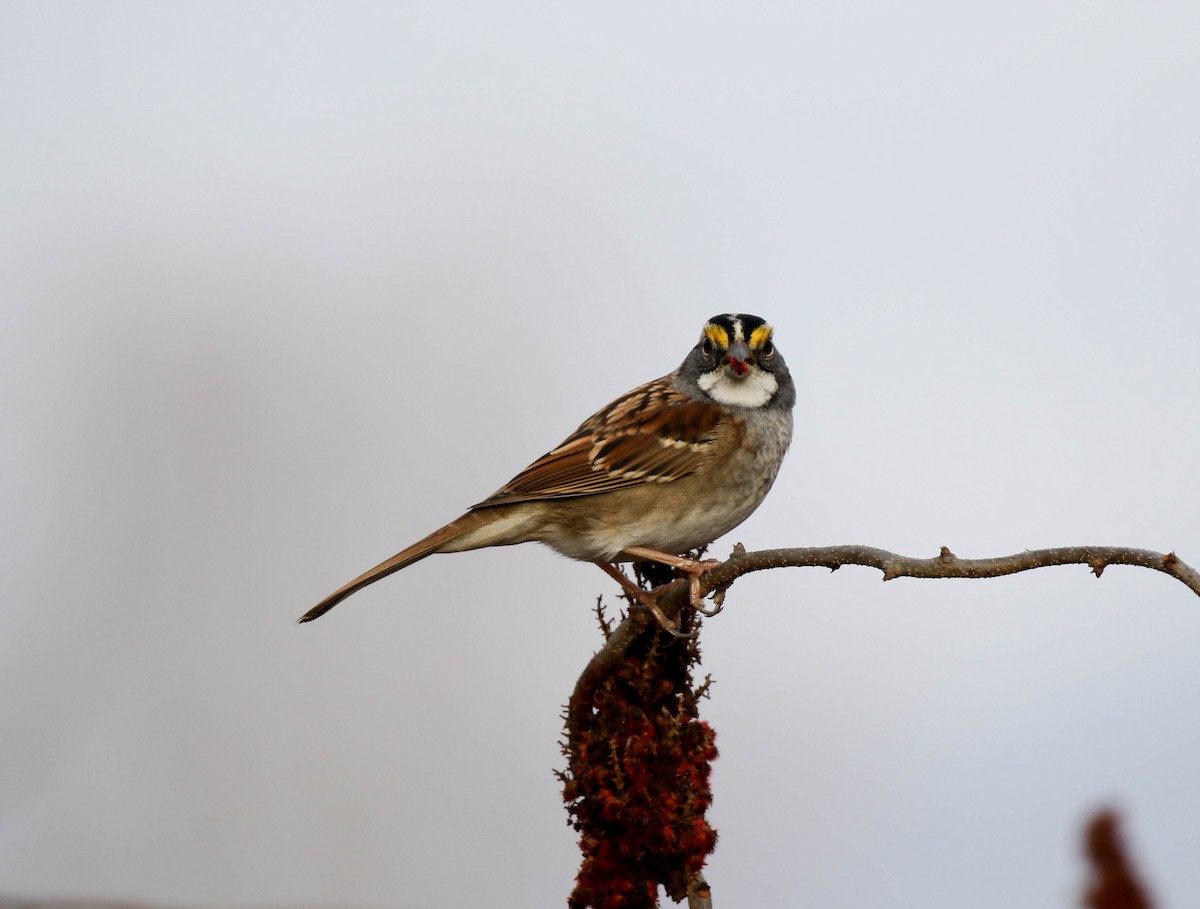 White-throated Sparrow - Christopher McPherson