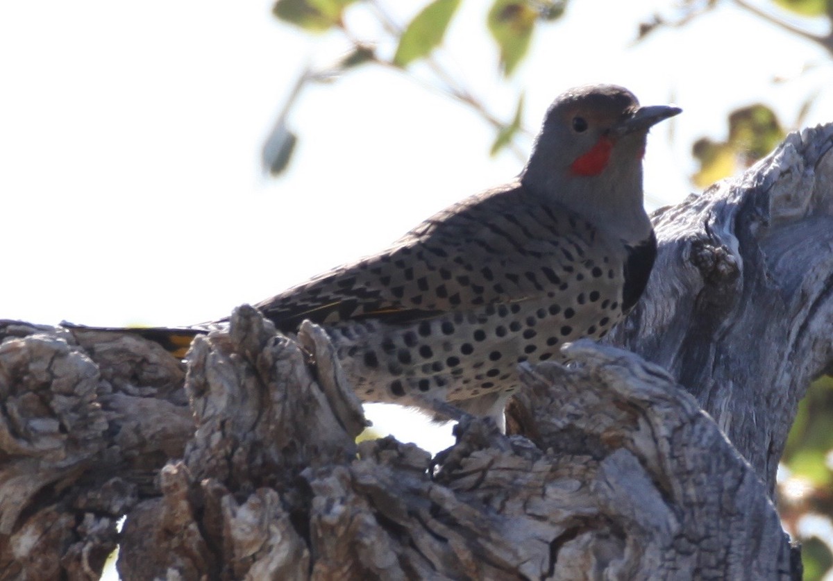 Northern Flicker (Yellow-shafted x Red-shafted) - Christian Hagenlocher