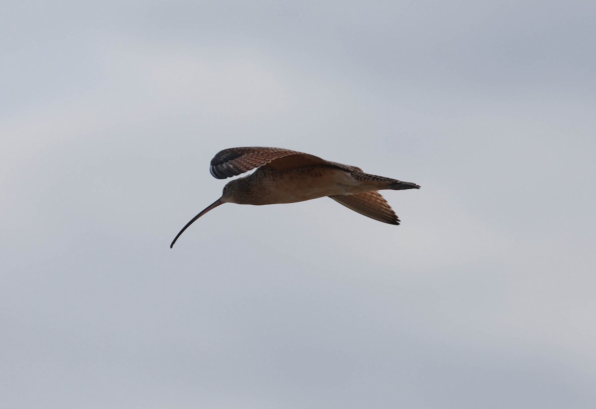 Long-billed Curlew - ML130505661