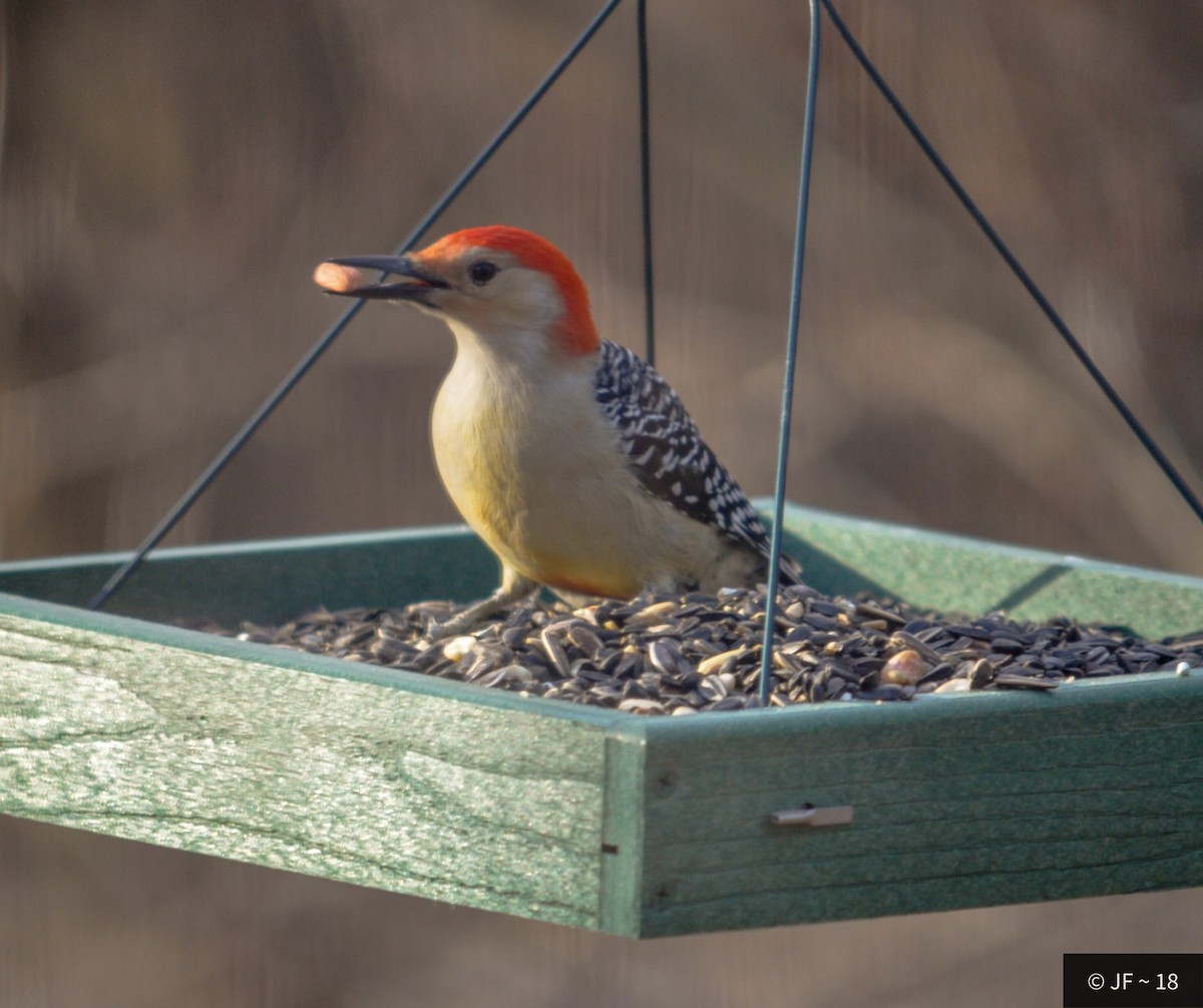Red-bellied Woodpecker - Joe Freeborn
