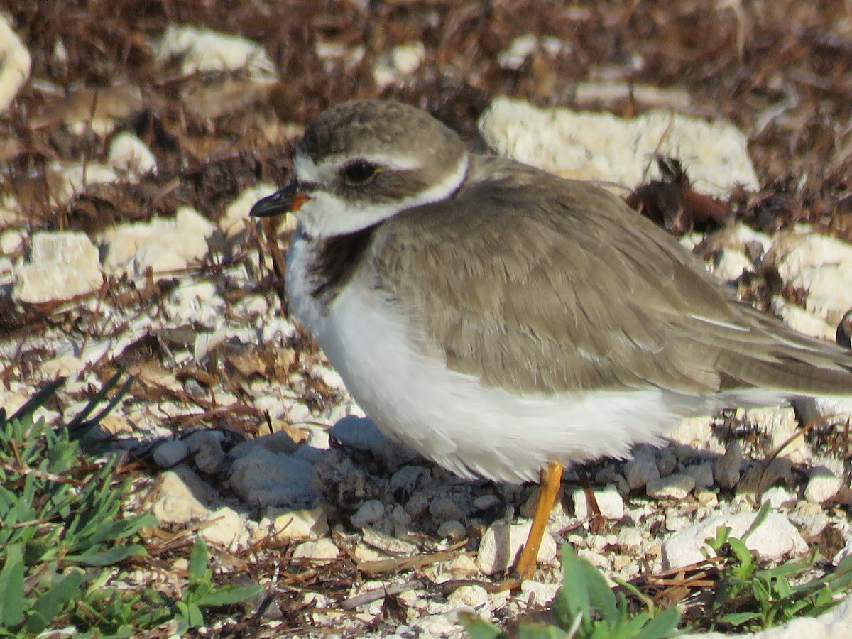 Semipalmated Plover - Jeanne Kaufman