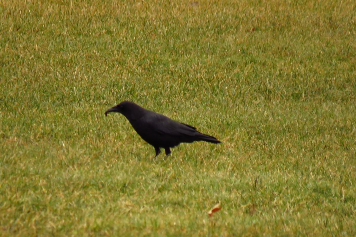 American Crow - A. Laquidara