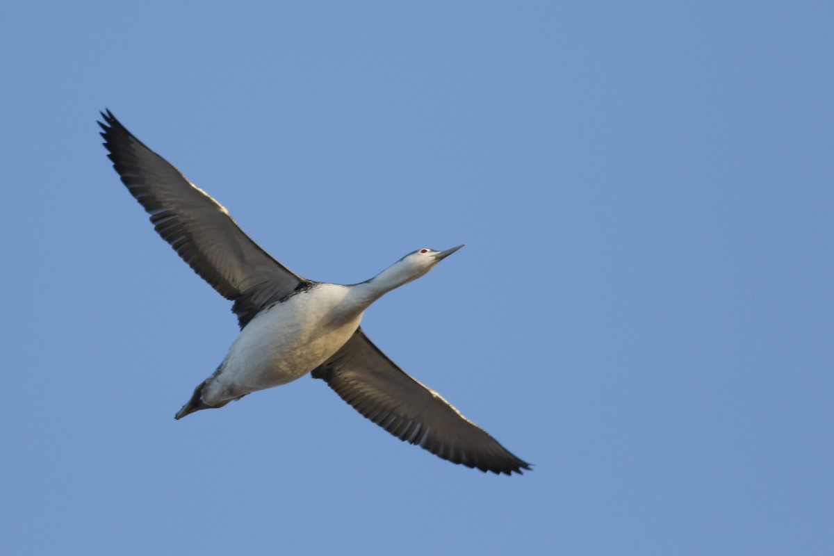 Red-throated Loon - ML130525741