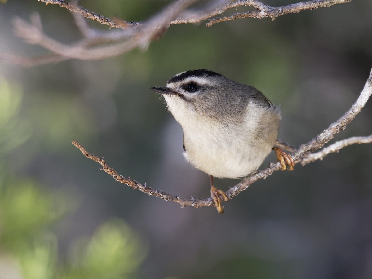 Golden-crowned Kinglet - Dina Perry