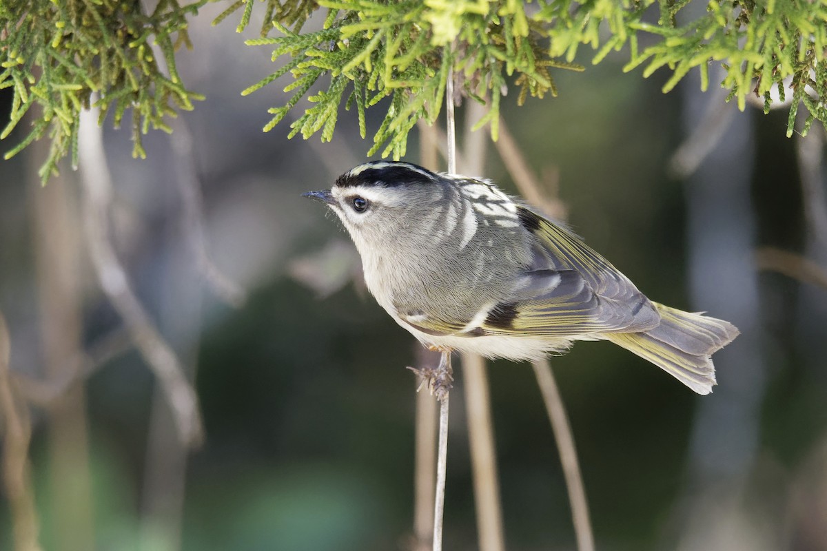 Golden-crowned Kinglet - Dina Perry