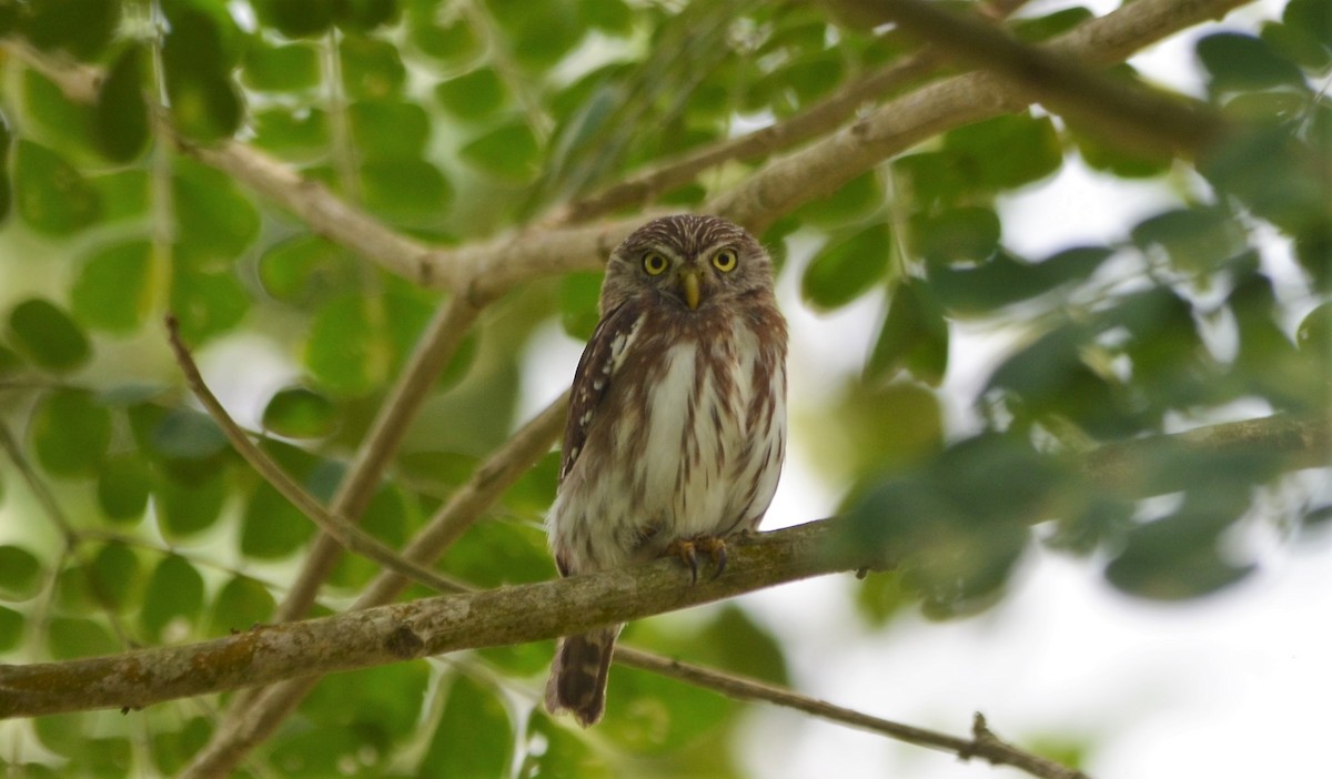 Peruvian Pygmy-Owl - javier lopez