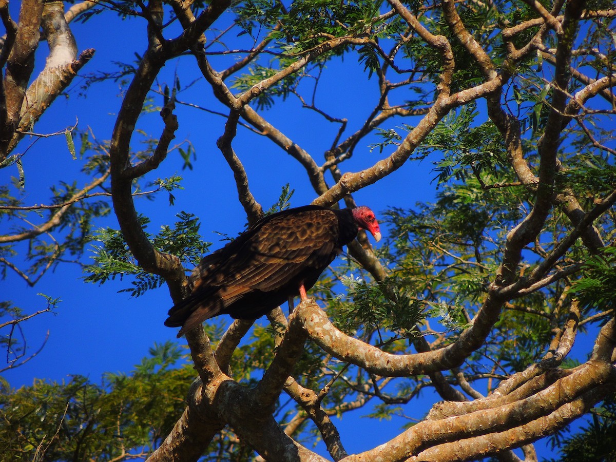 Turkey Vulture (Northern) - Hebert Cruz