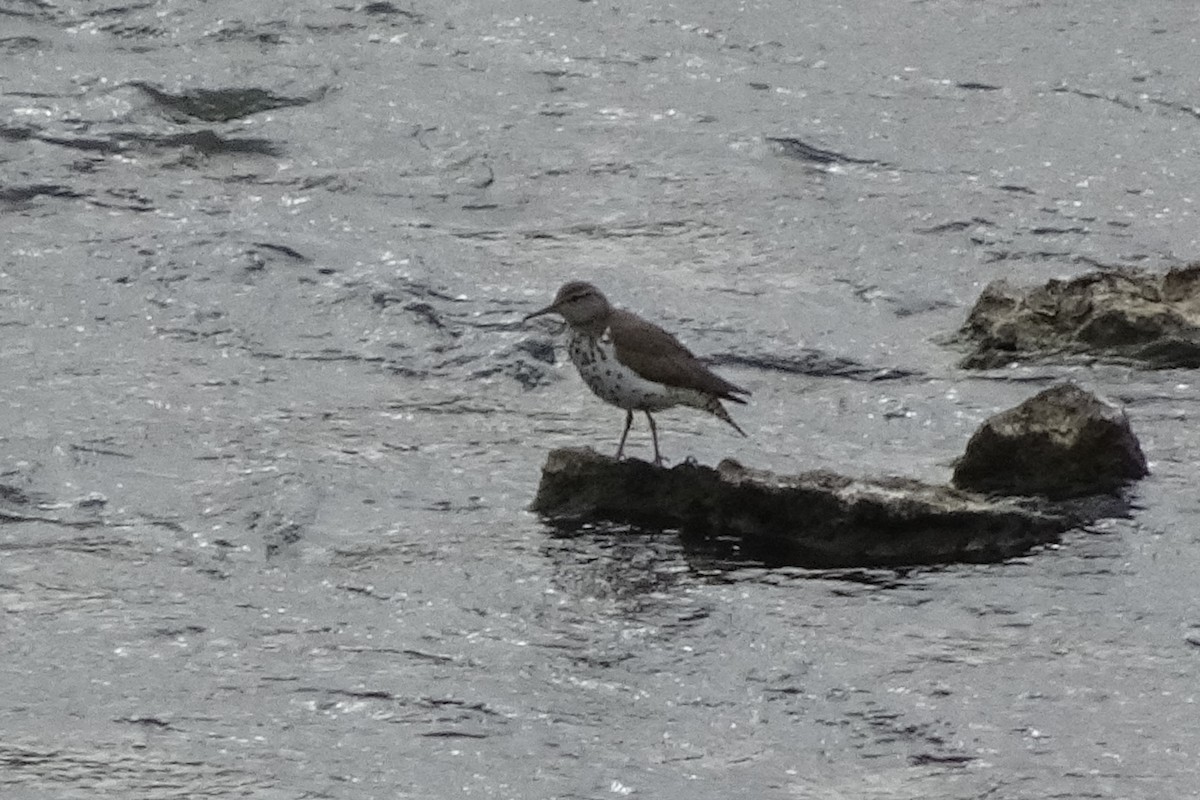 Spotted Sandpiper - David and  Dorothy