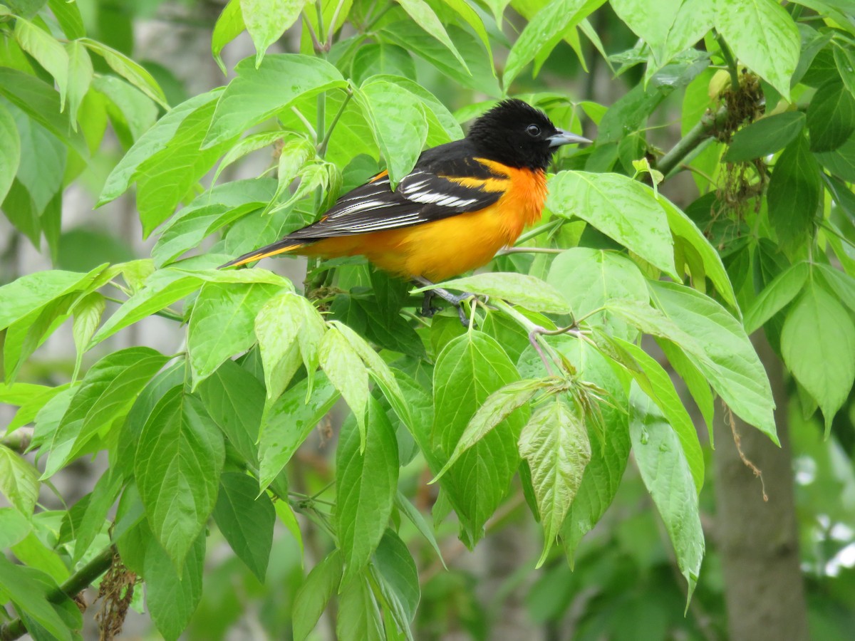 Baltimore Oriole - David and  Dorothy