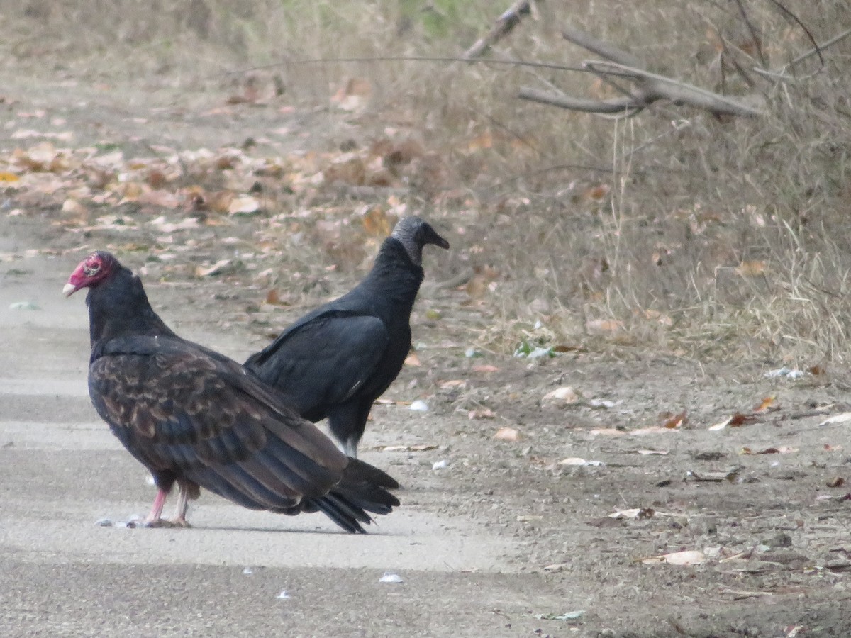 Black Vulture - David and  Dorothy