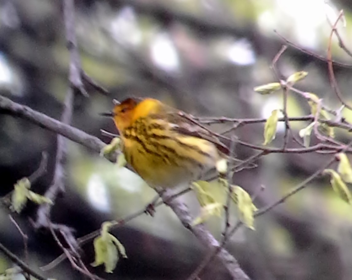 Cape May Warbler - Michael Willison