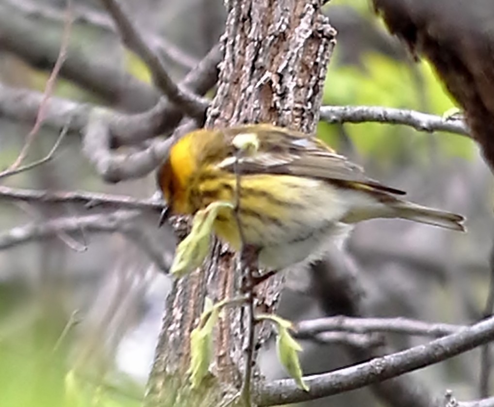 Cape May Warbler - Michael Willison