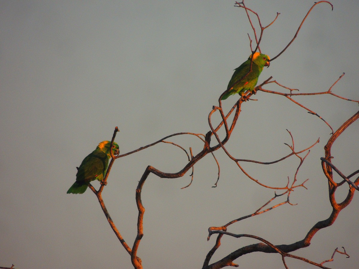 Yellow-naped Parrot - Hebert Cruz