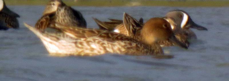 Northern Pintail - Rich Hoyer