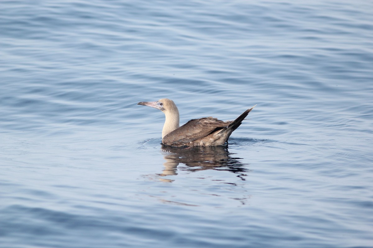 Red-footed Booby - ML130550641