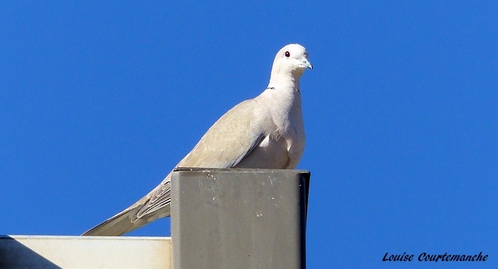 Eurasian Collared-Dove - ML130551701