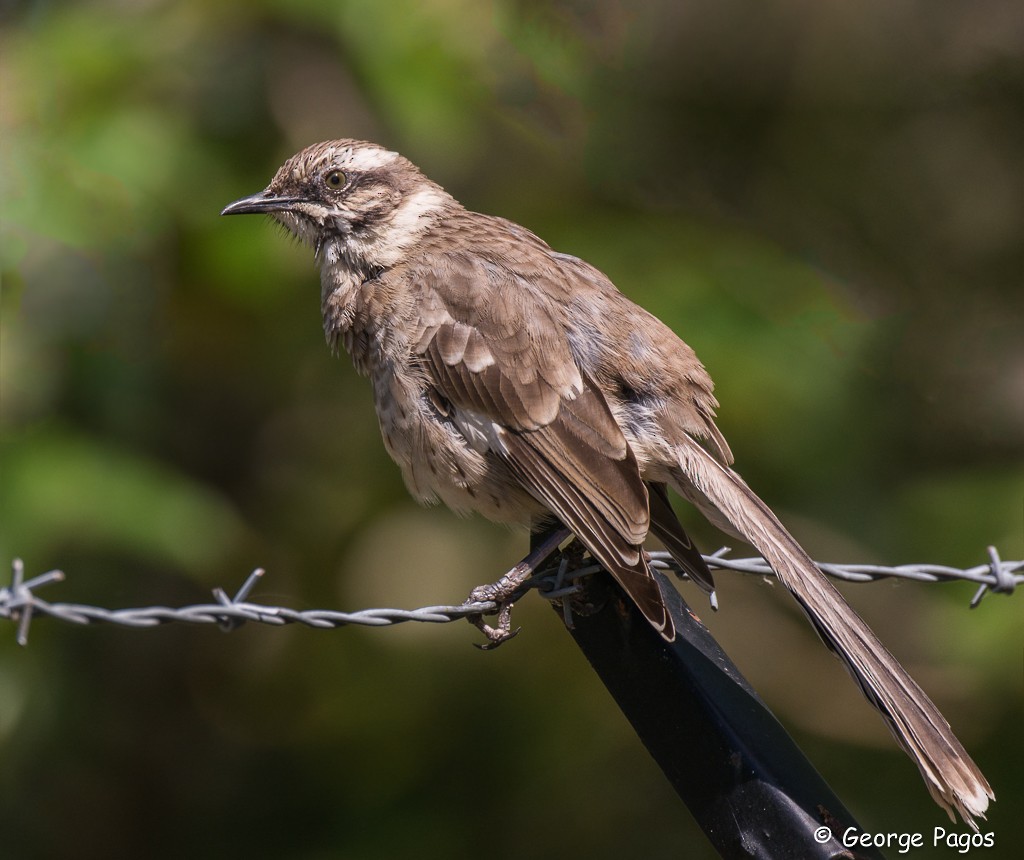 Long-tailed Mockingbird - ML130553481