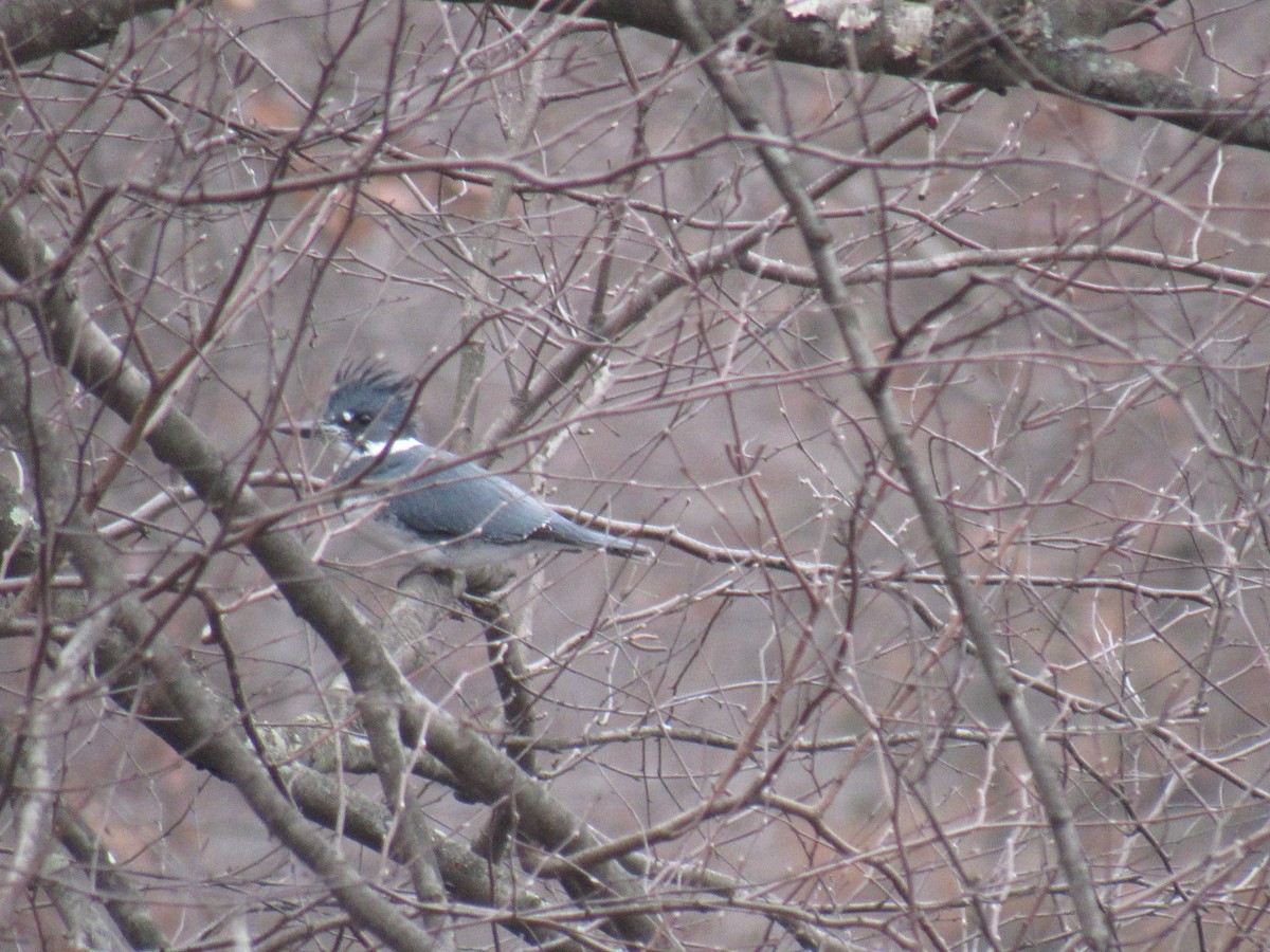 Belted Kingfisher - ML130558721