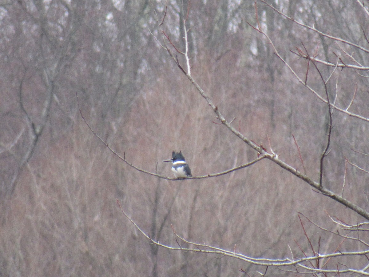 Belted Kingfisher - ML130558761