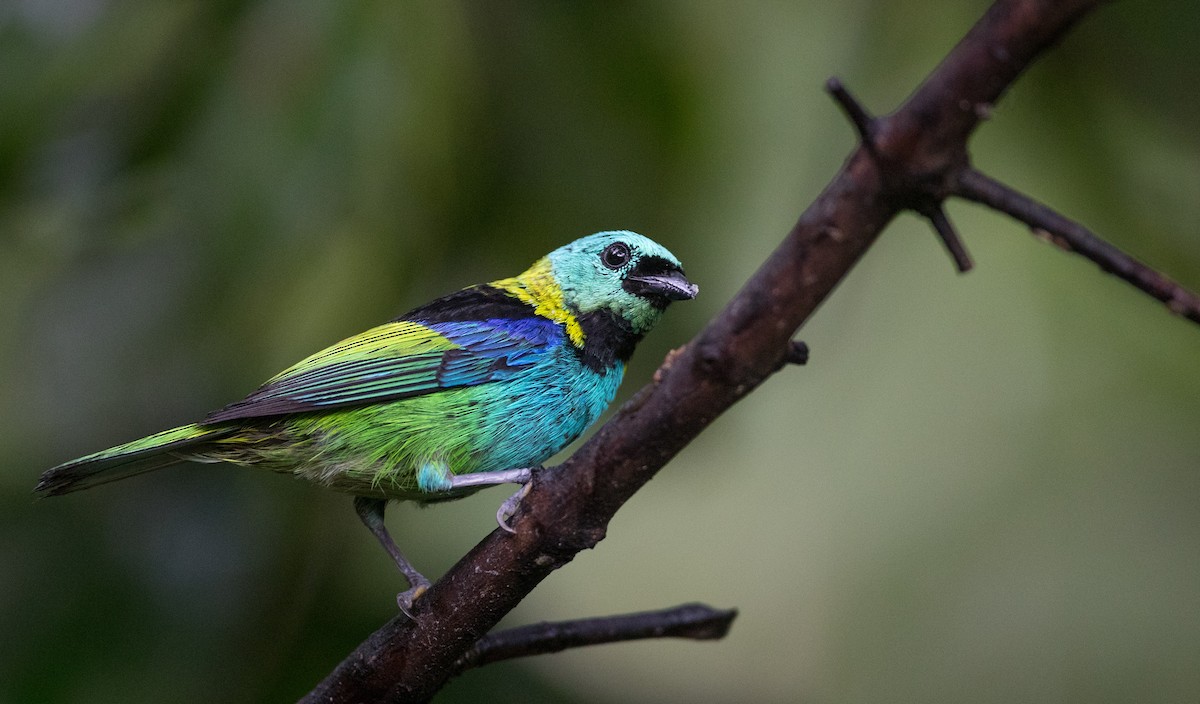 Green-headed Tanager - ML130558781