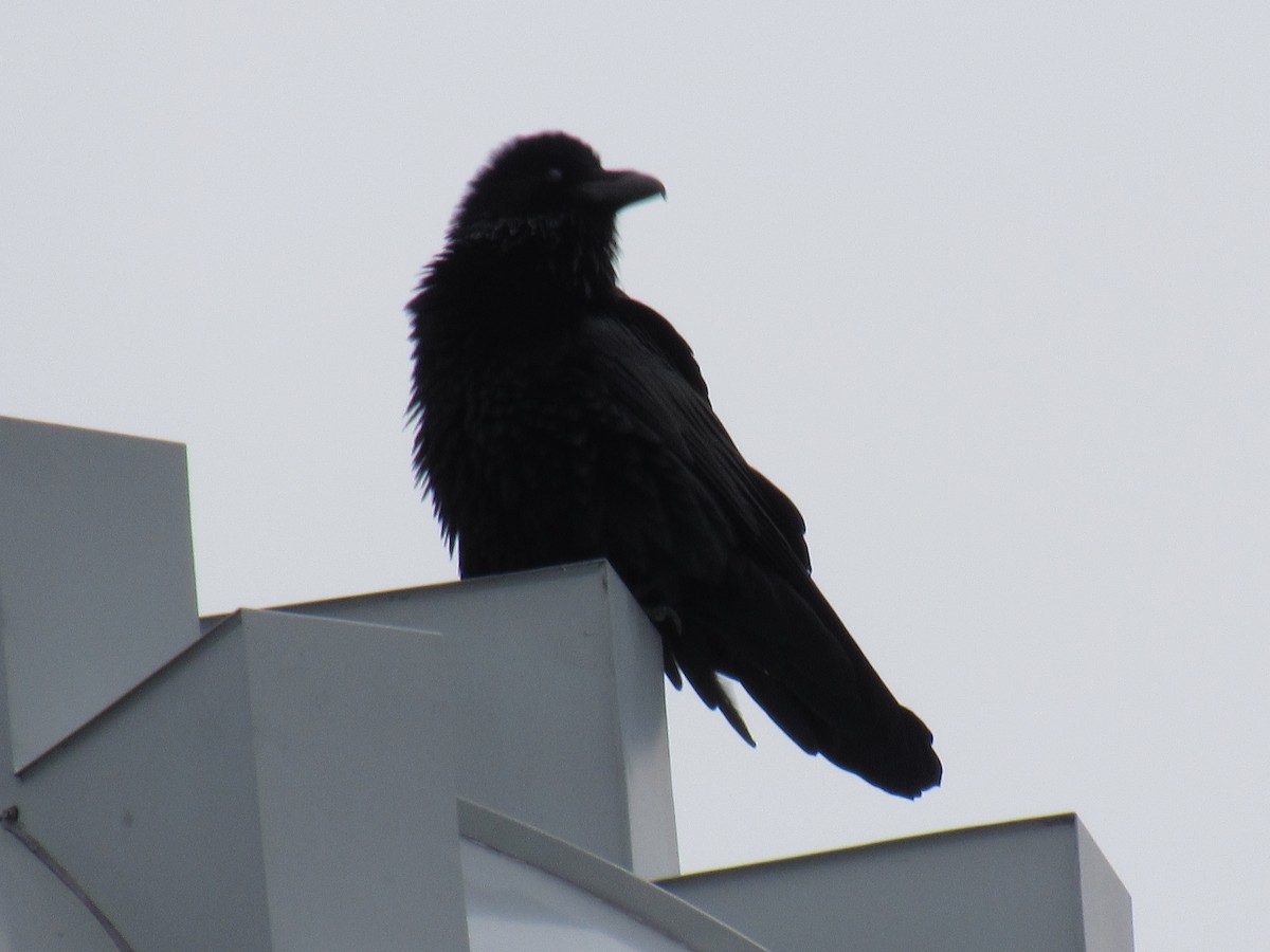 Common Raven - ML130558881