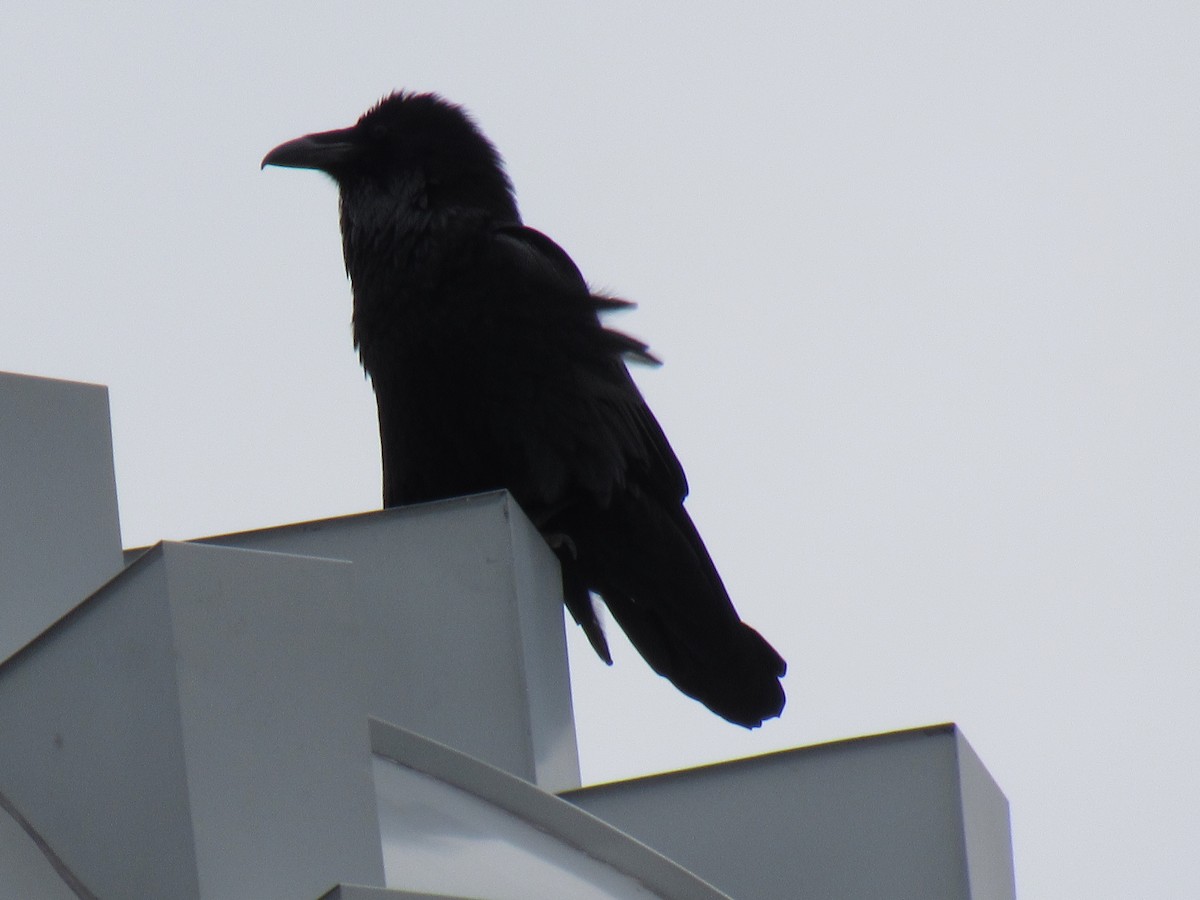 Common Raven - John Coyle