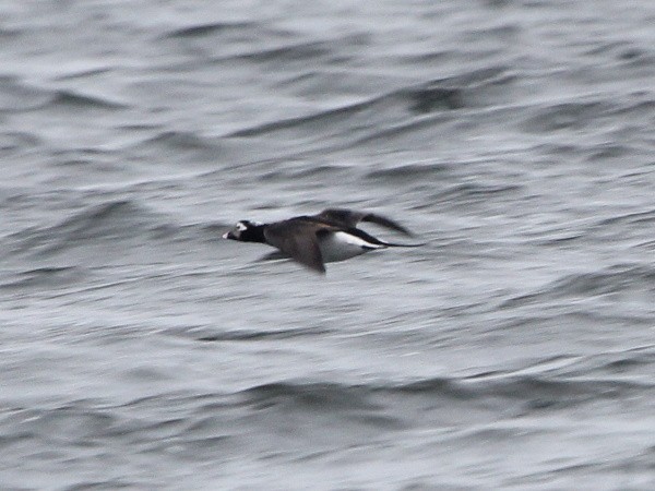 Long-tailed Duck - ML130560041