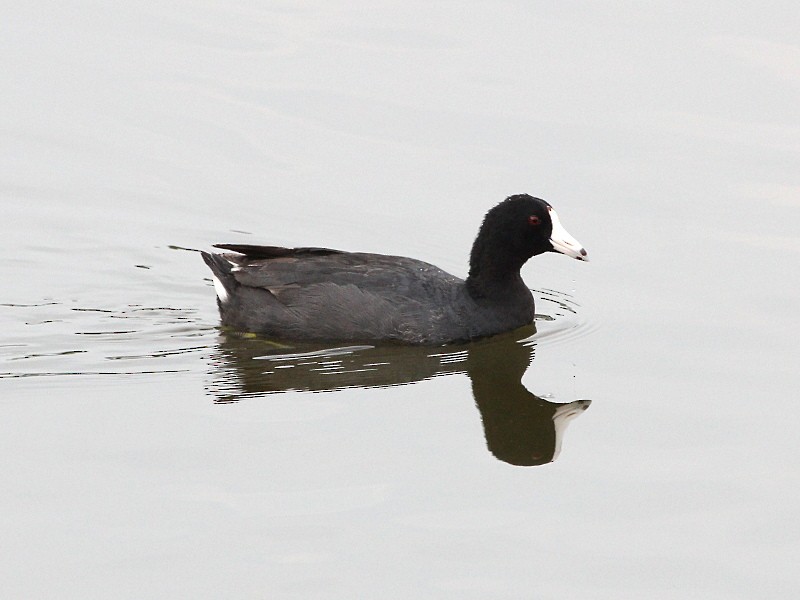American Coot (Red-shielded) - ML130560951