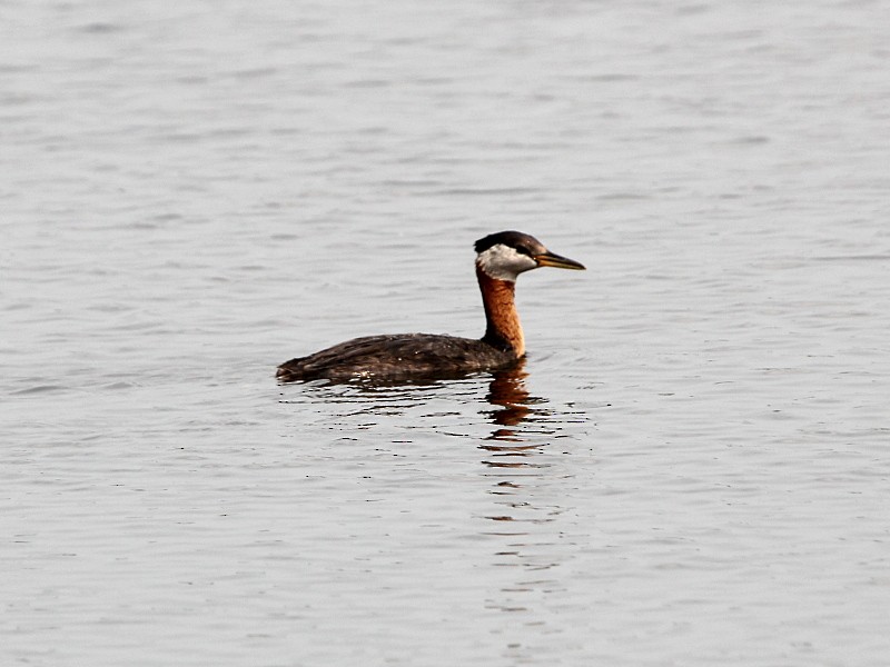 Red-necked Grebe - ML130564051
