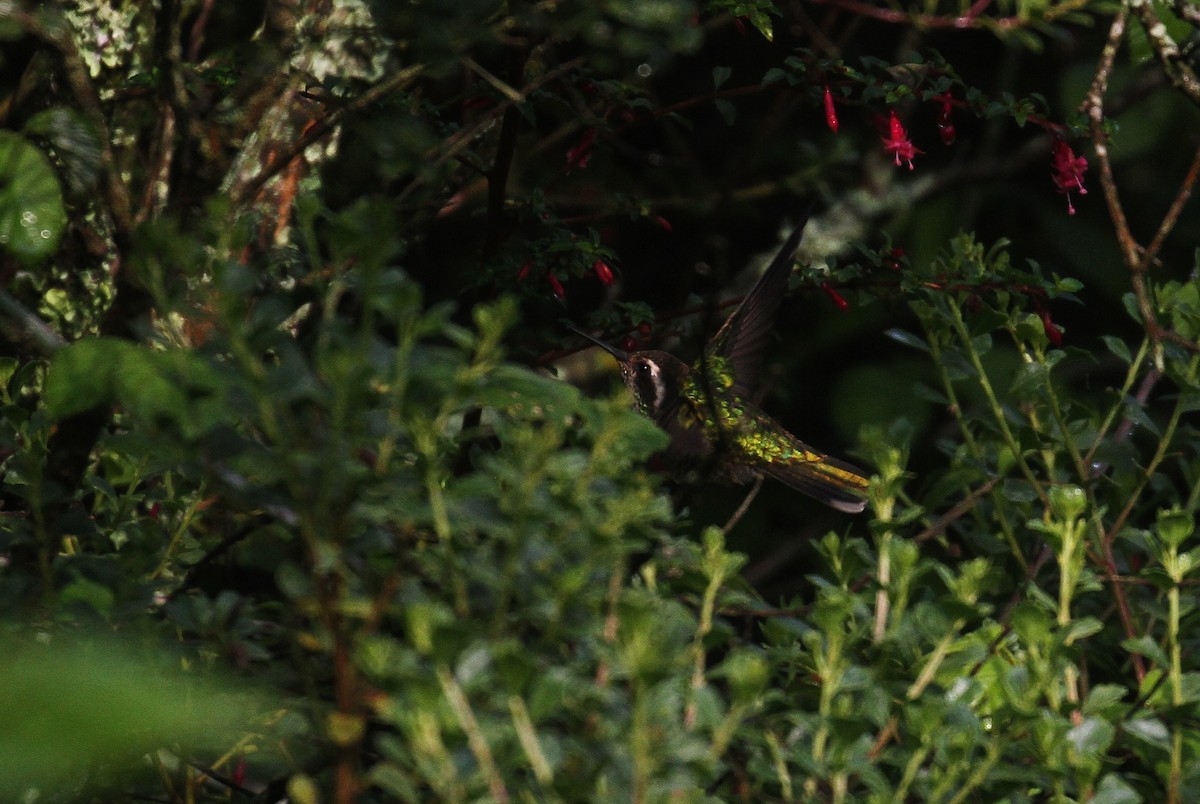 White-eared Hummingbird - ML130565671