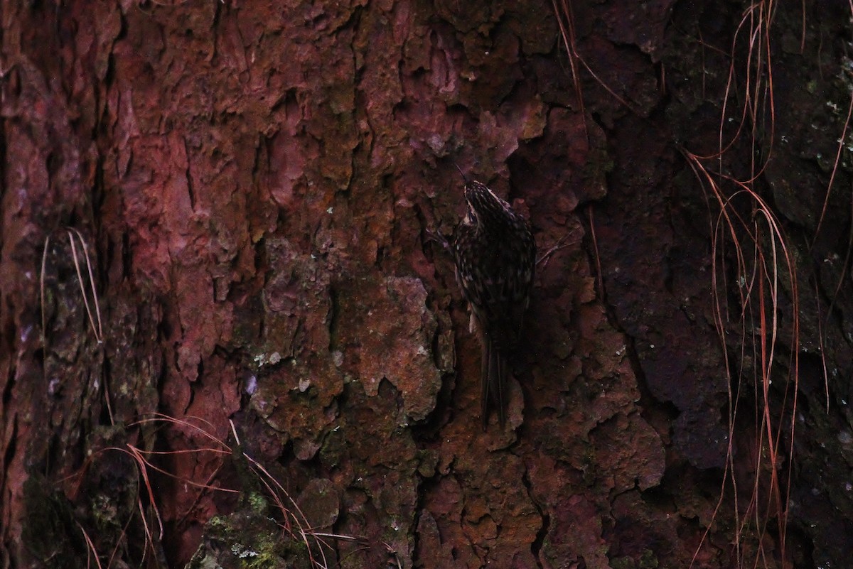Brown Creeper (albescens/alticola) - ML130565821