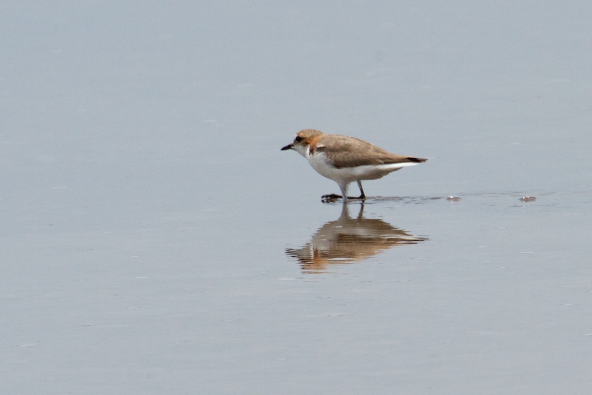 Red-capped Plover - ML130566841