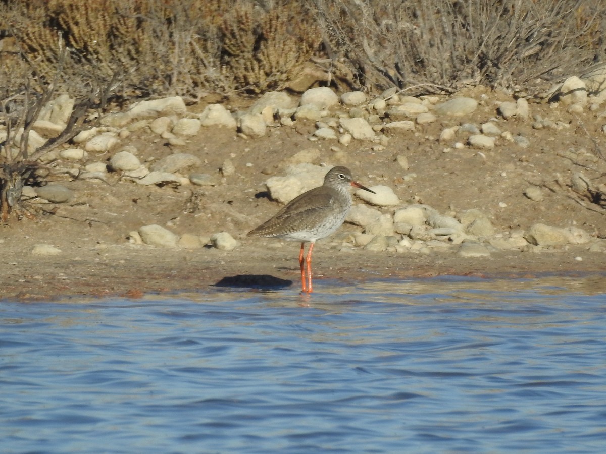 Spotted Redshank - ML130569961