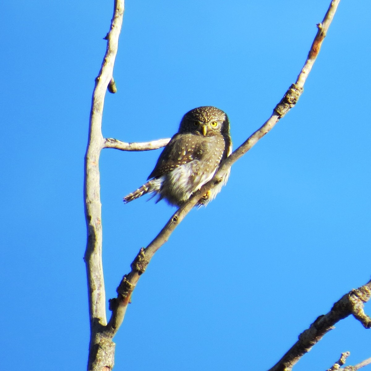 Northern Pygmy-Owl - shawn richmond