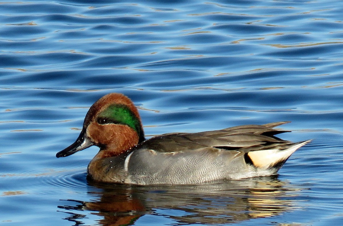 Green-winged Teal - Ed Dunn