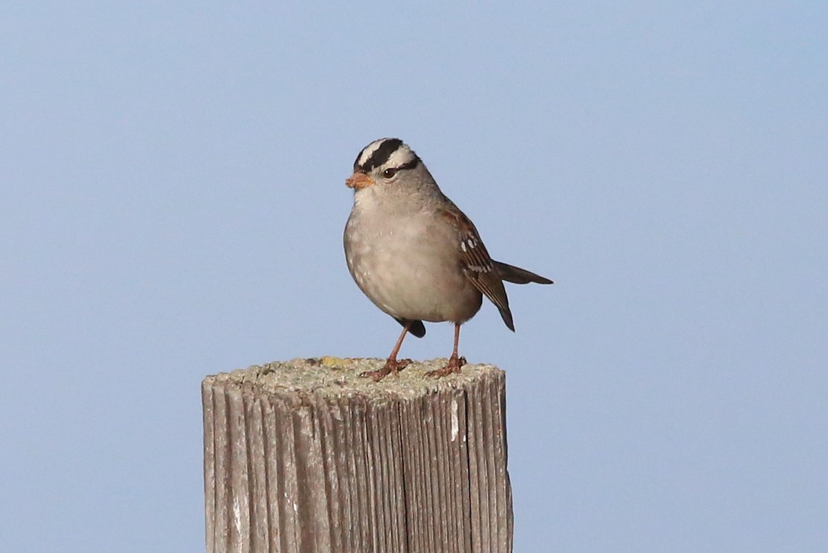 White-crowned Sparrow - ML130583161